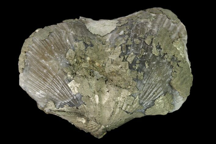 Pyrite Replaced Brachiopod (Paraspirifer) Fossil - Ohio #160084